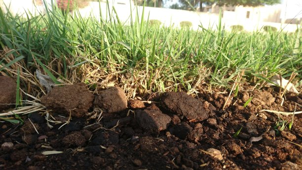 Dark soil and grass sunlight 